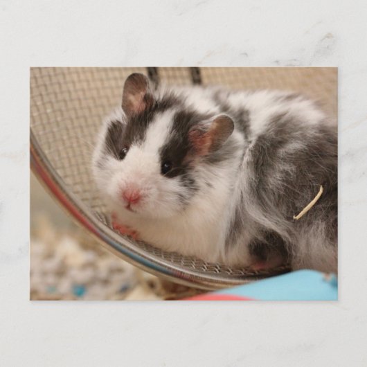 Hamster Briefkaart (Voorkant)