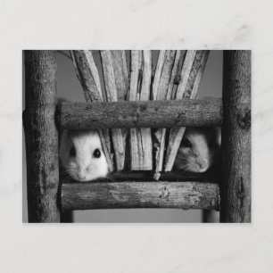 Hamster Briefkaart