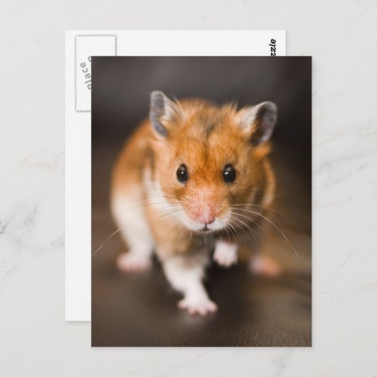 Hamster Briefkaart (Voorkant / Achterkant)