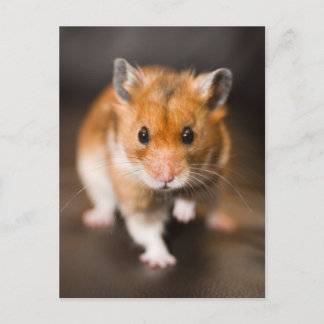 Hamster Briefkaart