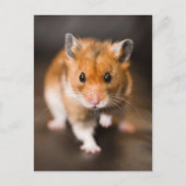Hamster Briefkaart (Voorkant)