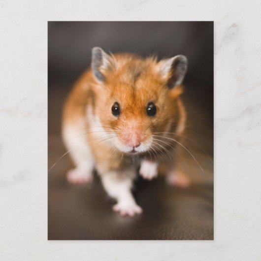 Hamster Briefkaart (Voorkant)