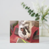 Hamster Briefkaart (Staand voorkant)