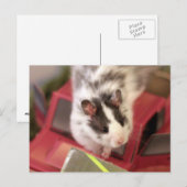 Hamster Briefkaart (Voorkant / Achterkant)