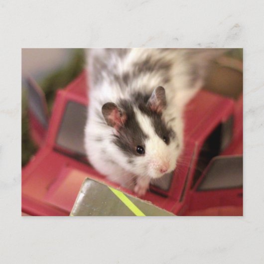 Hamster Briefkaart (Voorkant)