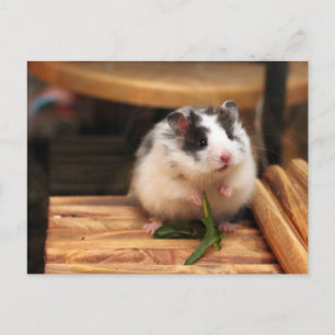 Hamster Briefkaart