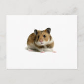 Hamster Briefkaart (Voorkant)