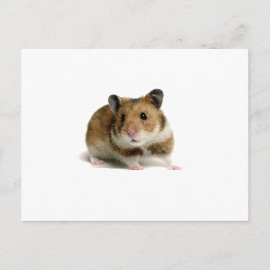 Hamster Briefkaart (Voorkant)