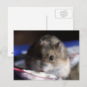 Hamster Briefkaart (Voorkant / Achterkant)