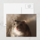 Hamster Briefkaart (Voorkant / Achterkant)