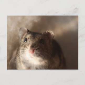 Hamster Briefkaart