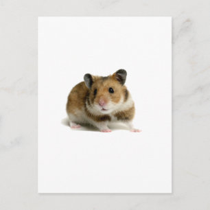 Hamster Briefkaart