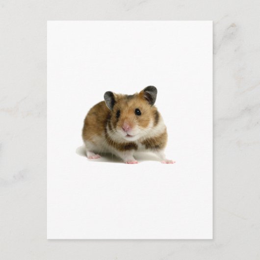 Hamster Briefkaart (Voorkant)