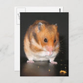 Hamster Briefkaarten (Voorkant / Achterkant)