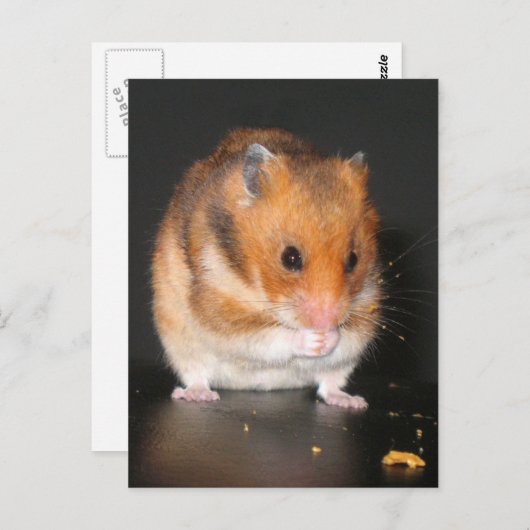 Hamster Briefkaarten (Voorkant / Achterkant)