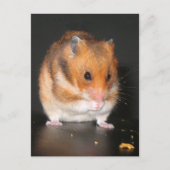 Hamster Briefkaarten (Voorkant)