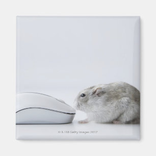 Hamster en computermuis magneet