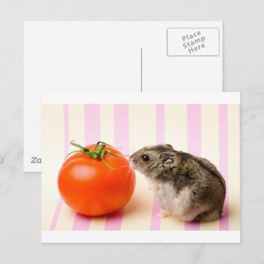 Hamster en tomaat briefkaart (Voorkant / Achterkant)