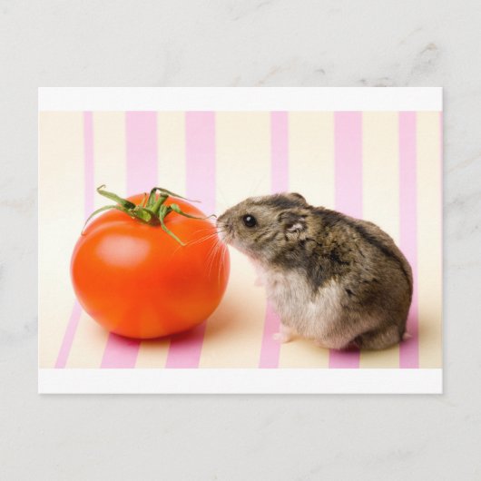 Hamster en tomaat briefkaart (Voorkant)