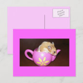 Hamster in Tea Pot Photo Briefkaart (Voorkant / Achterkant)