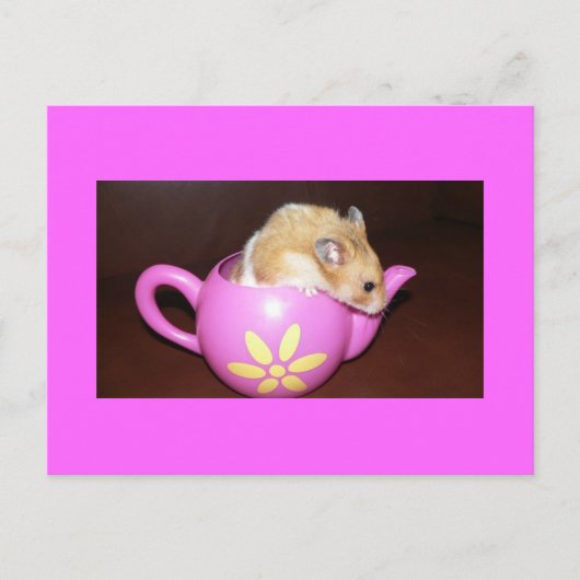 Hamster in Tea Pot Photo Briefkaart (Voorkant)