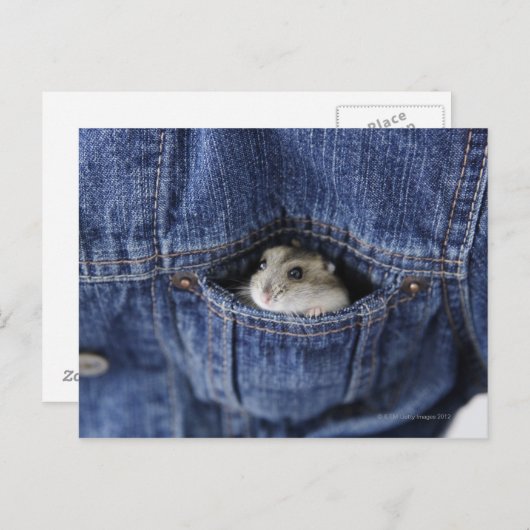 Hamster in zak briefkaart (Voorkant / Achterkant)