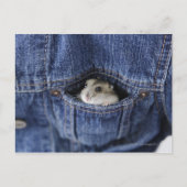 Hamster in zak briefkaart (Voorkant)