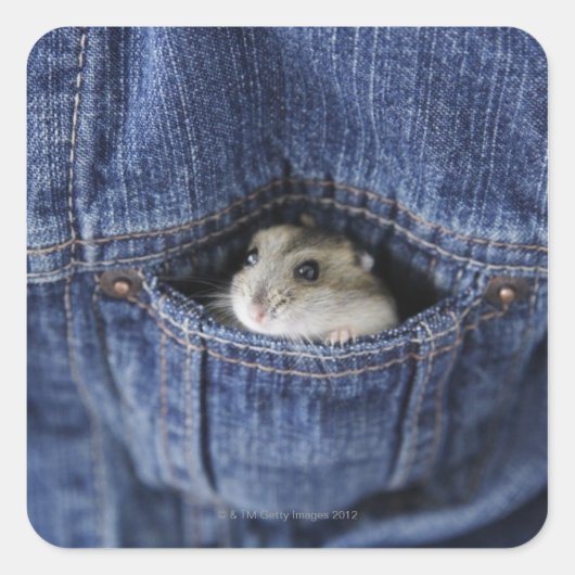 Hamster in zak vierkante sticker (Voorkant)