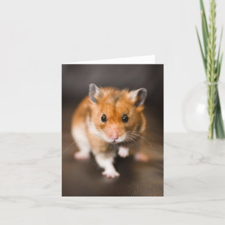 Hamster Kaart