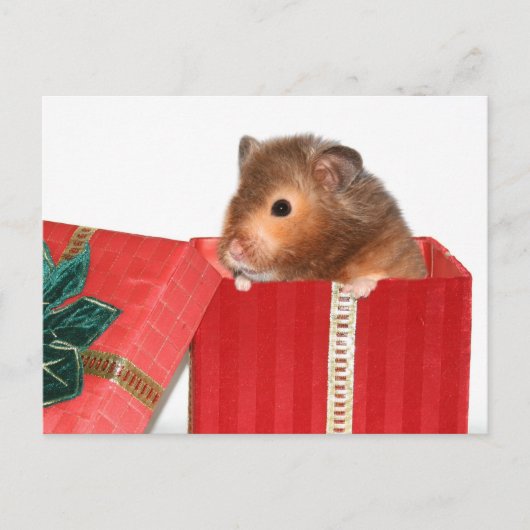 Hamster kerstcadeau feestdagenkaart (Voorkant)