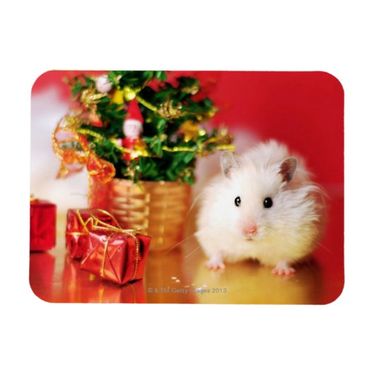 Hamster Kokolinka met kerstboom Magneet (Horizontaal)