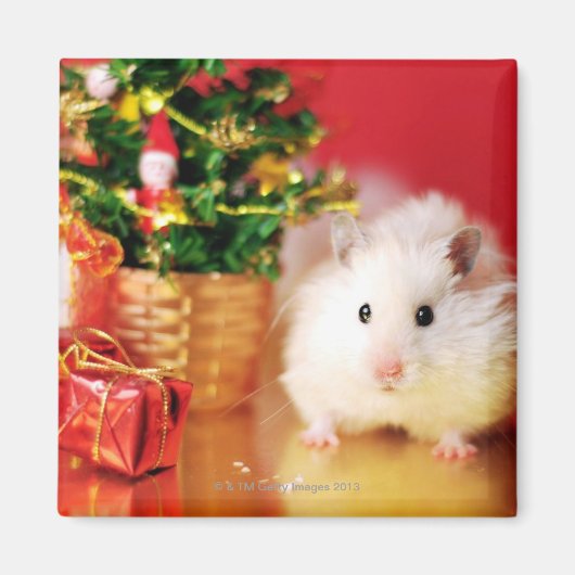 Hamster Kokolinka met kerstboom Magneet (Voorkant)
