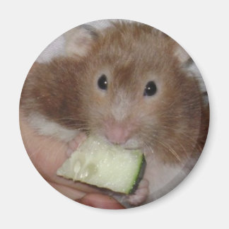 hamster magneet