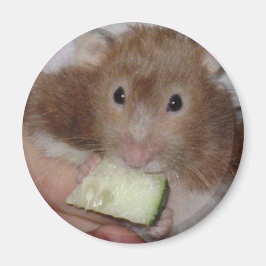 hamster magneet (Voorkant)