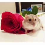 Hamster met Roos Staand Fotobeeldje<br><div class="desc">Een foto van een schattige dwerghamster naast een rode roos</div>