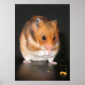 Hamster poster (Voorkant)