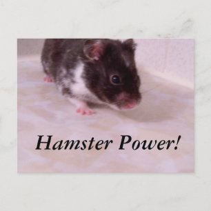 Hamster power Noah, Hamster Power! Briefkaart