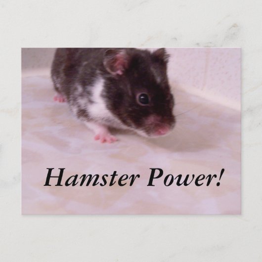 Hamster power Noah, Hamster Power! Briefkaart (Voorkant)