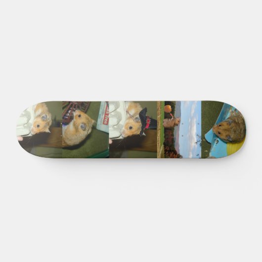 Hamster Skateboard (Horizontaal)