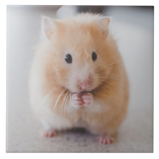 hamster tegeltje (Voorkant)