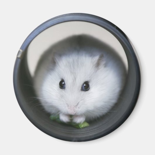 Hamster Tube Magnet (Voorkant)