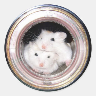 hamster: Vooruit. Ronde Sticker