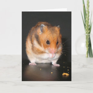Hamsterkaart Kaart