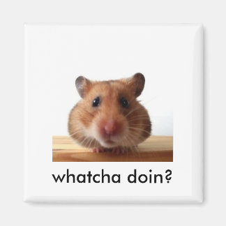 hamstermagneet magneet