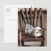 Hamsters Briefkaart (Voorkant / Achterkant)