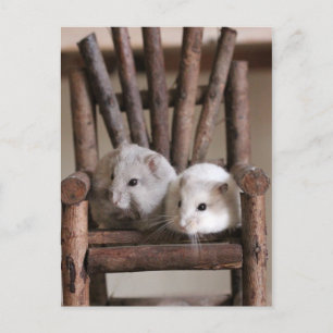 Hamsters Briefkaart