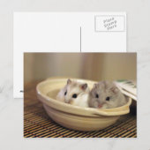 Hamsters Briefkaart (Voorkant / Achterkant)
