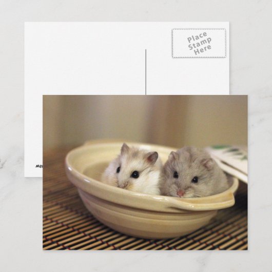 Hamsters Briefkaart (Voorkant / Achterkant)