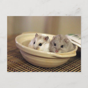 Hamsters Briefkaart