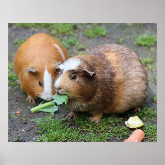 Hamsters Poster (Voorkant)